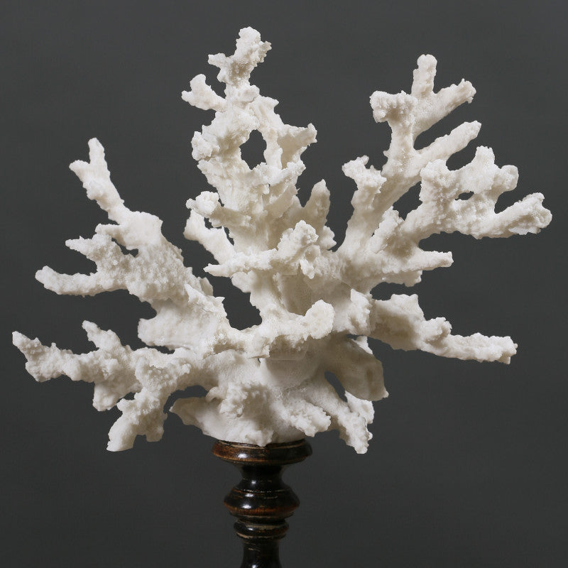Staghorn Coral-T2/M Staghorn Coral-T2/M Ateliers CSD 
