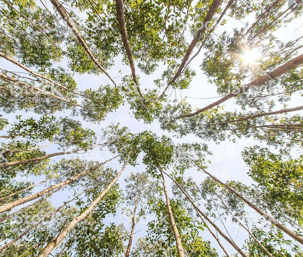 Why did we choose TENCEL® material from Eucalyptus Trees?