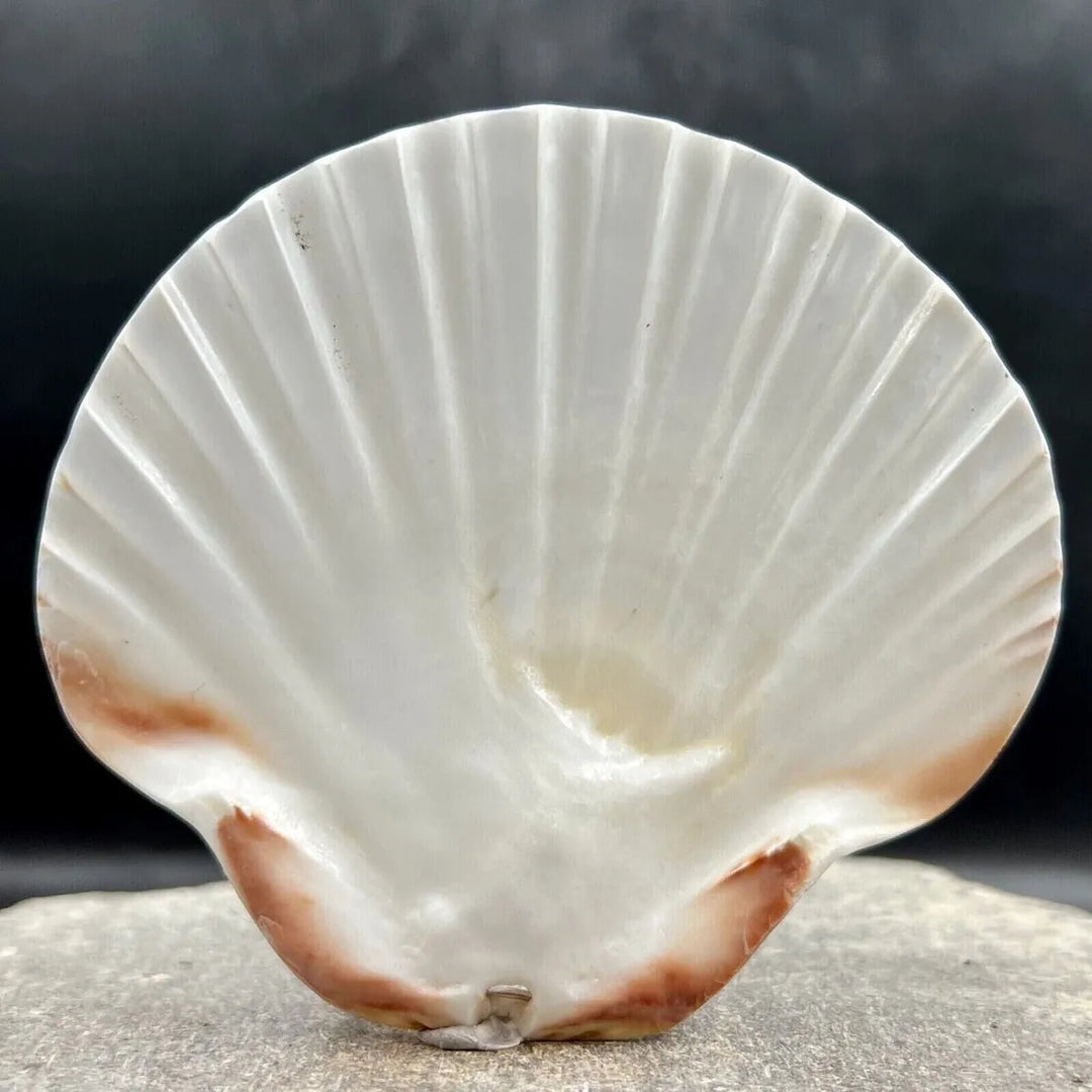 Treasures of the Sea Natural Shell Decor An Atoll 