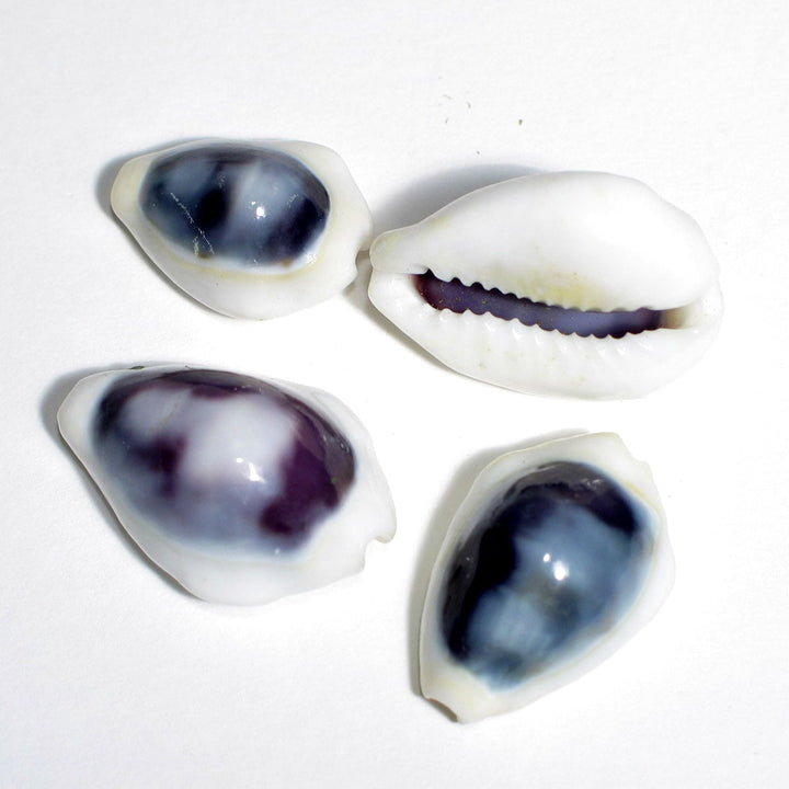 Treasures of the Sea Natural Shell Decor An Atoll Cypraea Moneta Violet 500Gr 