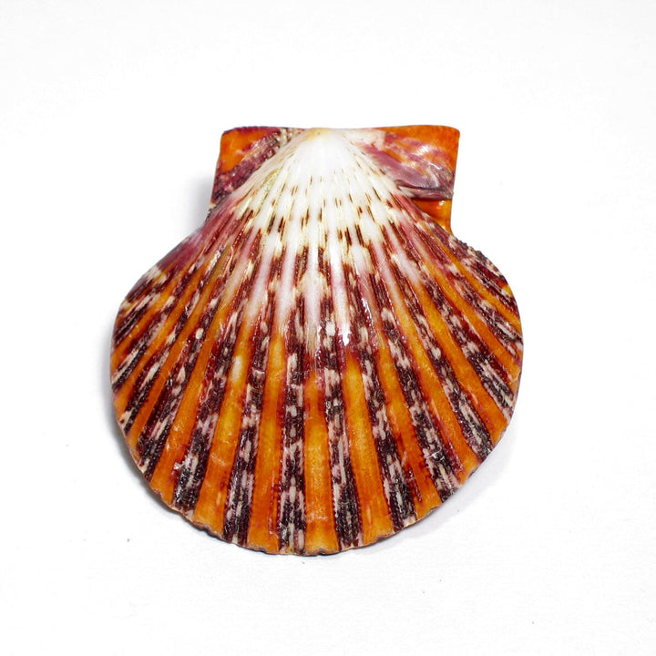 Treasures of the Sea Natural Shell Decor An Atoll Pecten Pallium Polish 