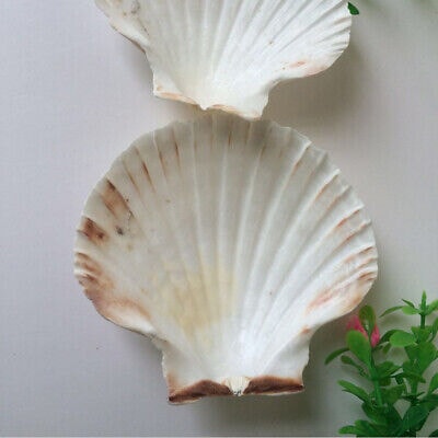 Treasures of the Sea Natural Shell Decor An Atoll Plain Large Scallop Shells - Soap Dish 