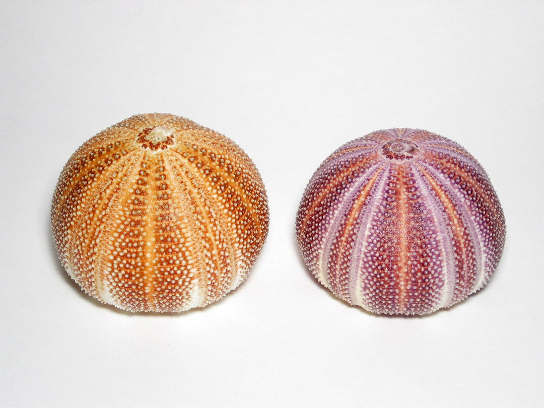 Treasures of the Sea Natural Shell Decor An Atoll Round Sea Urchin 10/12cm 