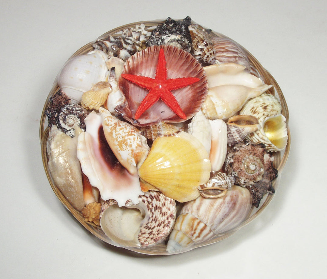 Treasures of the Sea Natural Shell Decor An Atoll Shell Basket 20cm 