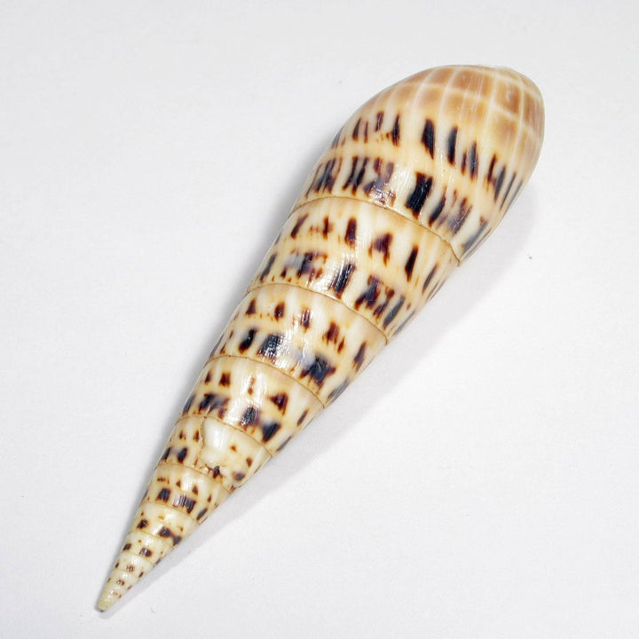 Treasures of the Sea Natural Shell Decor An Atoll Terebra Maculata 13/17cm 