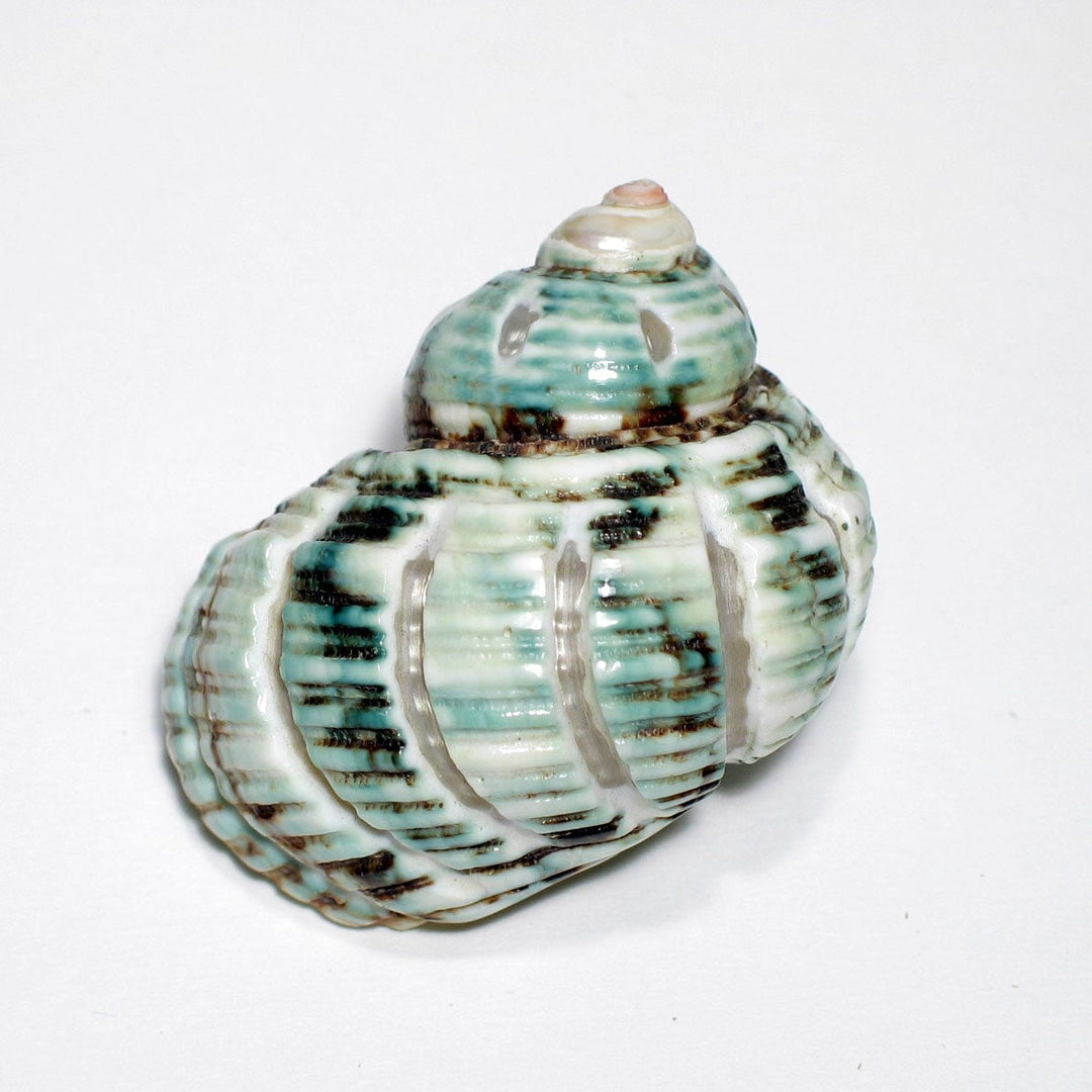 Treasures of the Sea Natural Shell Decor An Atoll Turbo Vert Spirale 5/6cm 