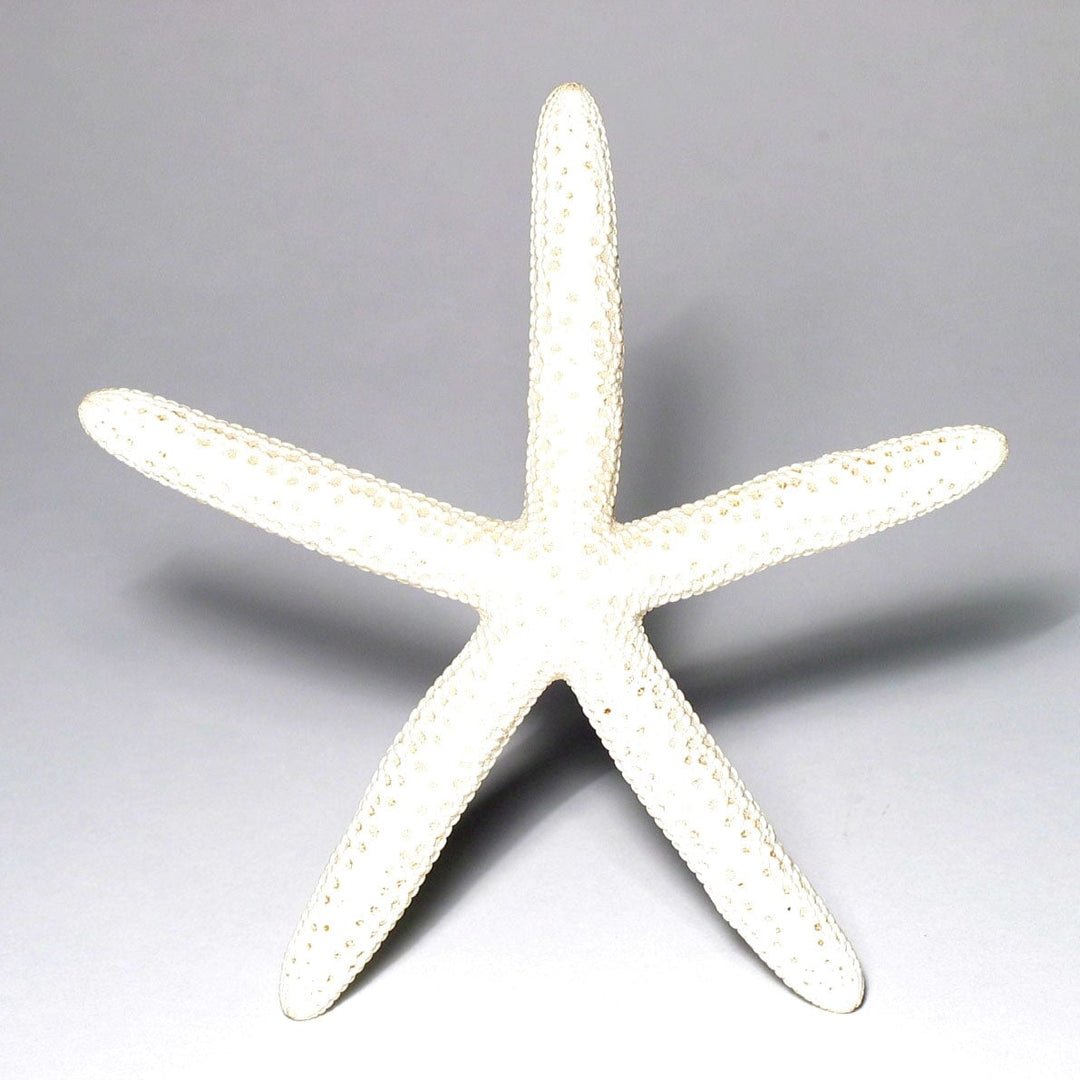 Treasures of the Sea Natural Shell Decor An Atoll White Sea Star 