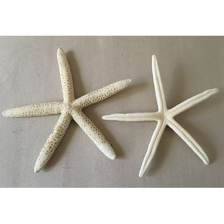 Bleached Sea Stars Bleached Sea Stars Wild Atlantique Large 