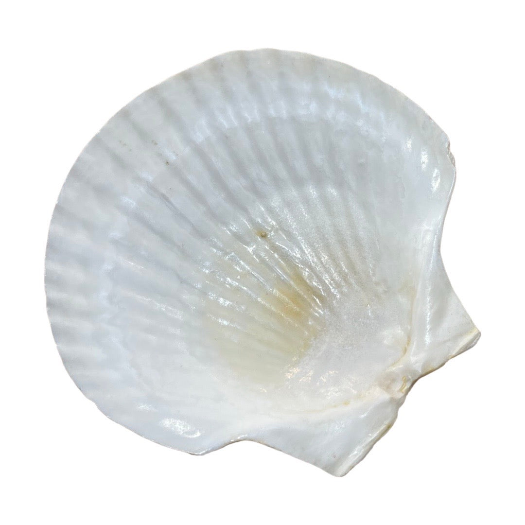 Clam Shell Wild Atlantique 