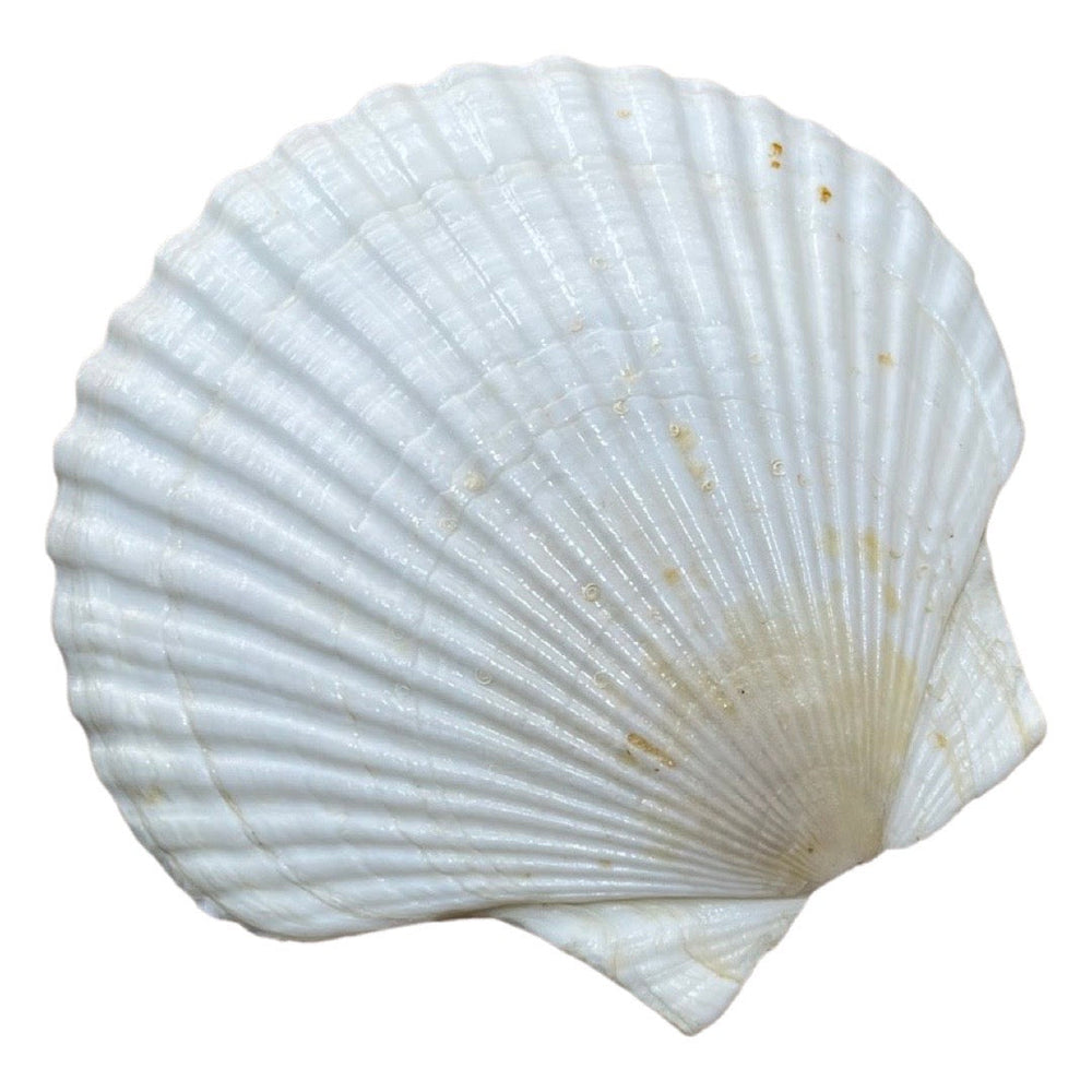 Clam Shell Wild Atlantique 